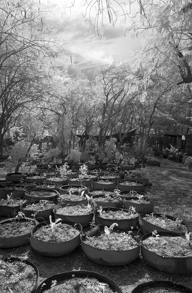 Infrared Photo of Saplings Growing in Recycled Tires, Nursery, Cité Soleil, Haiti.
